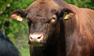 Red Angus Cow
