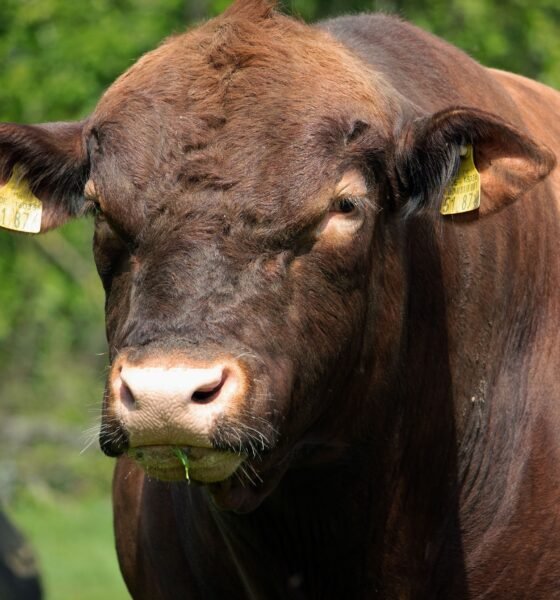 Red Angus Cow