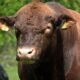 Red Angus Cow