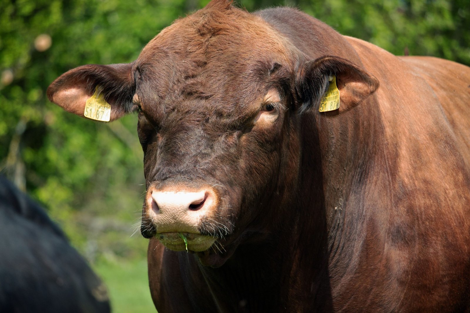 flash wallpaper Red Angus Cow